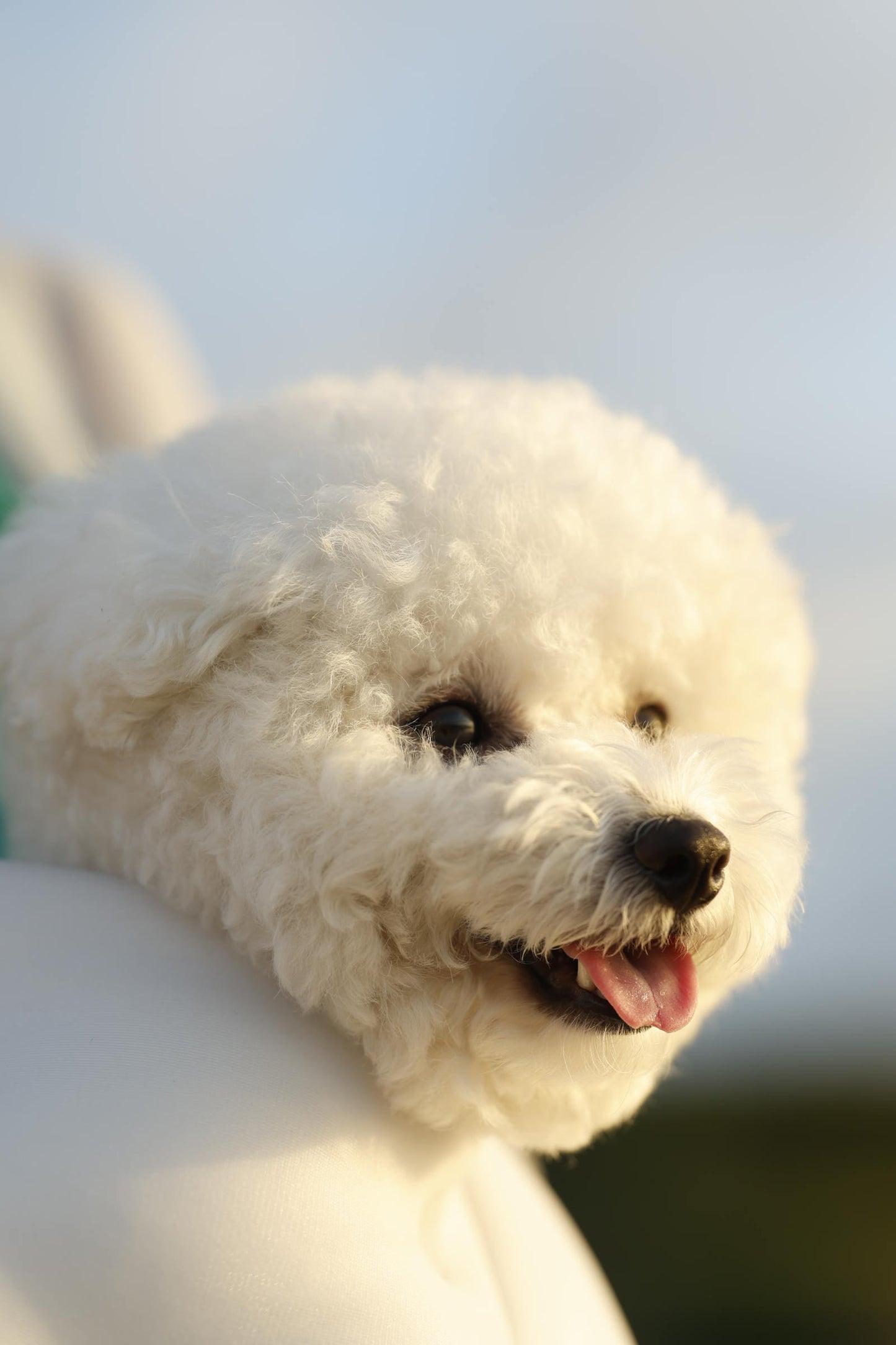 phasefree Wラッセルスリング&ベッド