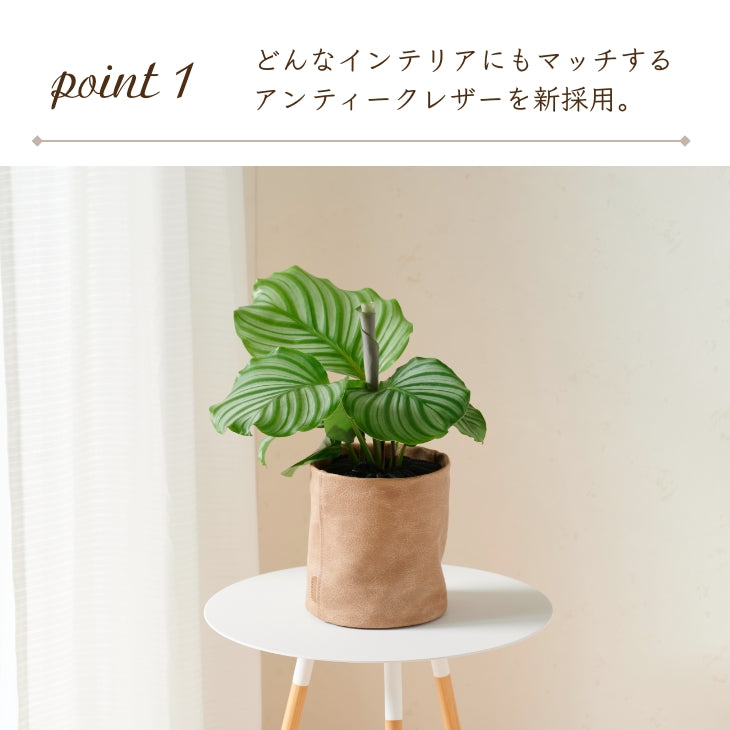 アンティークレザー プラントカバー5号