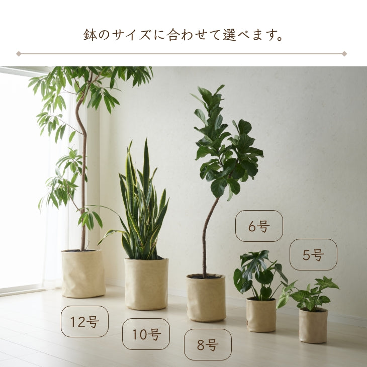 アンティークレザー プラントカバー6号