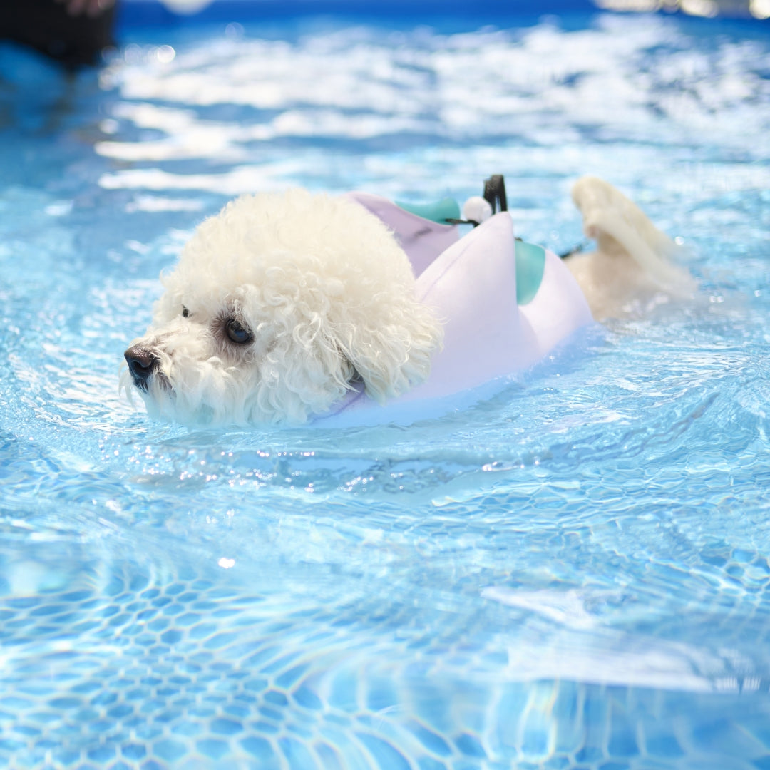 スイムマスター