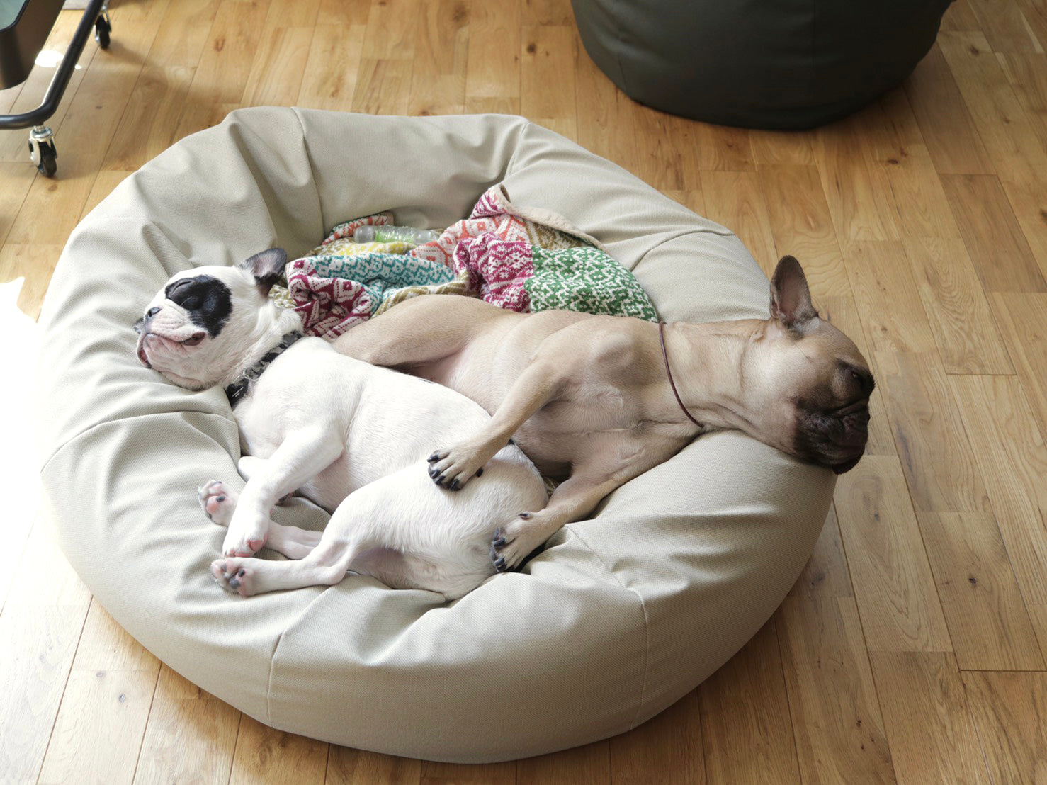 ＜ハナロロ＞ペットベット L (ホワイトベージュ) 中型犬〜大型犬用 犬 ビーズクッション｜《公式》HANALOLO PET（ハナロロ ペット